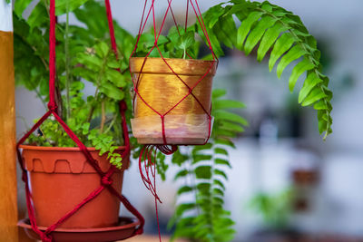 Ferns macrame hanging pot. air purifying plants for home, indoor houseplant.