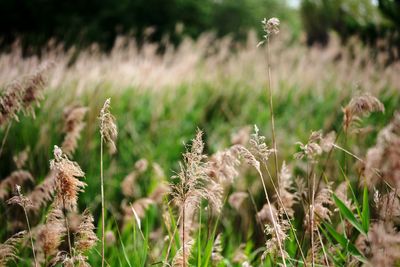 Close-up of flowering plants on field