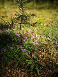 Purple flowers on field