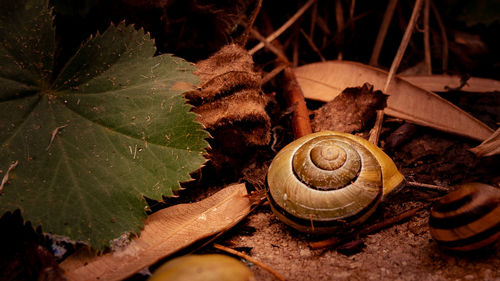 Close-up of snail on ground