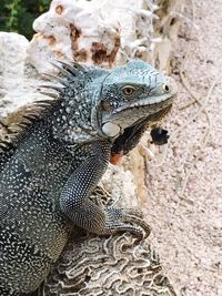 Close-up of lizard on rock