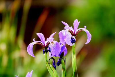 Close-up of purple flowers blooming