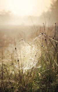 Close-up of wilted plant on field