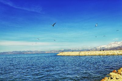 Birds flying over sea against blue sky