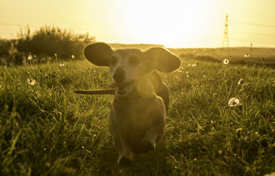 Dog on field during sunset