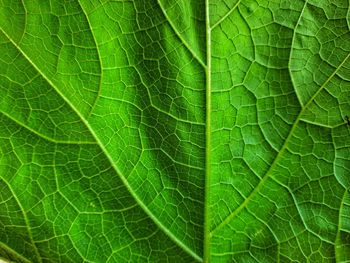 Full frame shot of green leaves