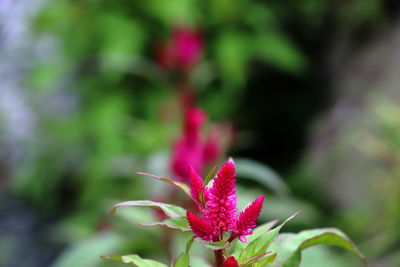 Close-up of pink flowering plant