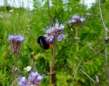 Close-up of purple flowering plant