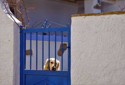 Dog looking through window