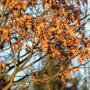 Low angle view of autumnal tree against sky