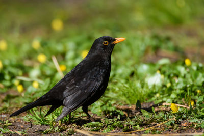 Close-up of bird perching on a field