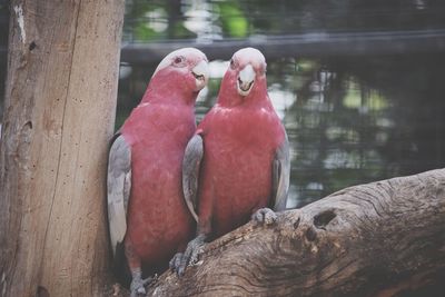 Close-up of two birds perching on wood