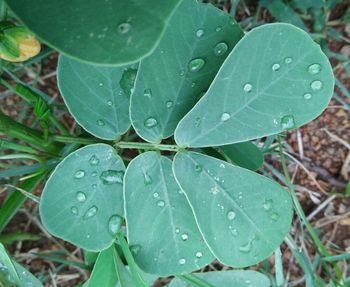 Close-up of leaves