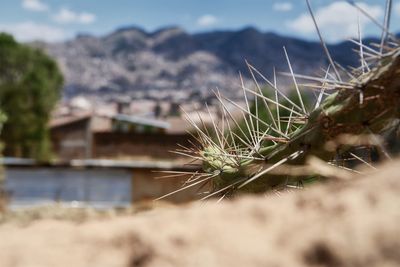Close-up of succulent plant against sky
