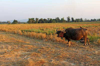 Horses in a field