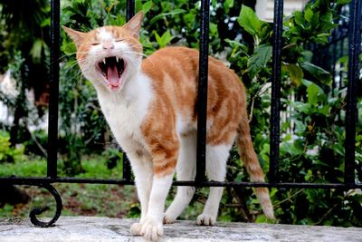 Cat yawning on fence