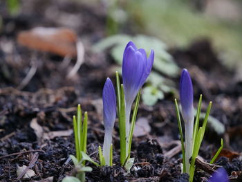 Close-up of purple crocus blooming on field