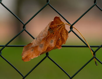Close-up of dry leaf on chainlink fence