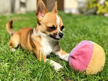 Dog playing with ball on grass