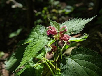 Close-up of pink flowering plant