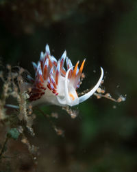 Close-up of fish swimming in sea