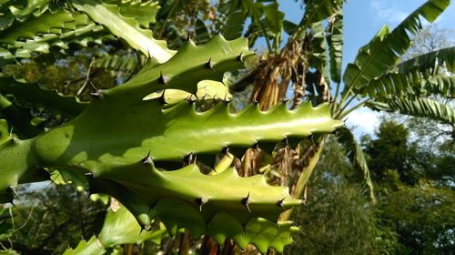 Close-up of banana tree