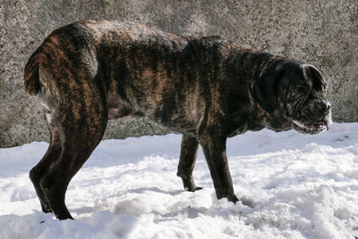 Horse in winter