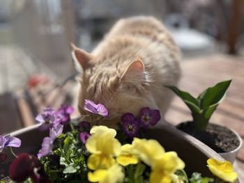 flowering plant