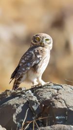 Close-up of bird perching on rock