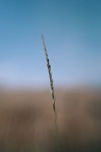 Close-up of plant on field against clear sky