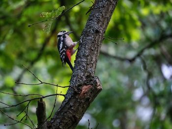 Low angle view of bird perching on branch