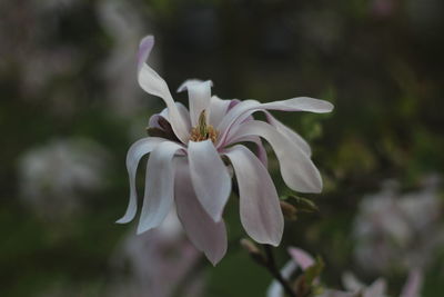 Close-up of white flowering plant