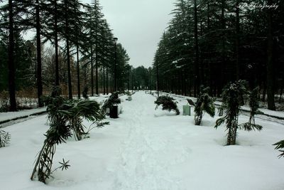 Trees on snow covered landscape