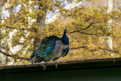 Low angle view of peacock perching on tree