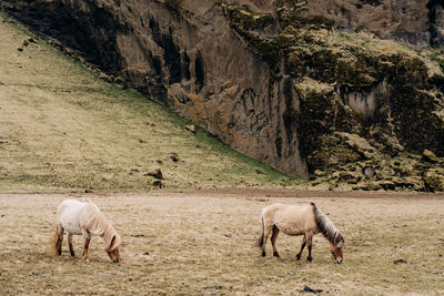 Horse in a field