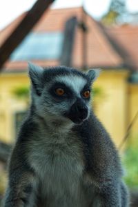 Close-up of cat looking away in zoo