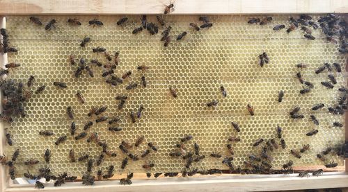 Close-up of bees on glass wall