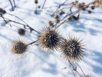 Close-up of wilted plant during winter