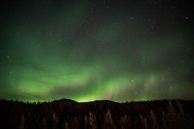 Low angle view of trees against sky at night