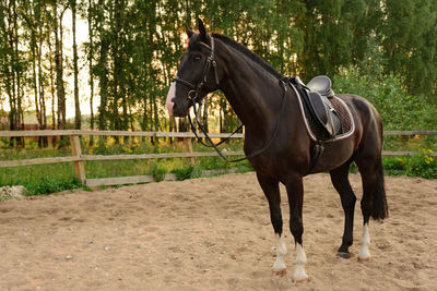 Saddled horse stands on the sand in the paddock at sunset. 