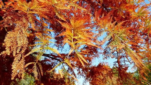 Low angle view of autumnal trees