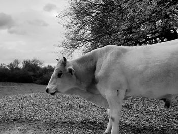 Side view of a horse on field