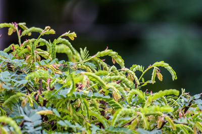 Close-up of fresh green plant