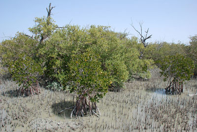 Plants growing on land against sky
