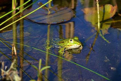 High angle view of turtle swimming in lake