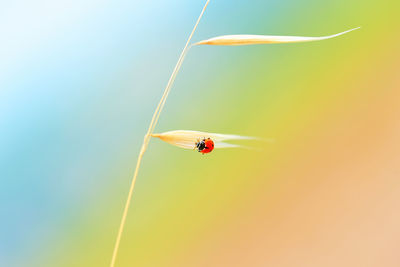 Close-up of insect on plant