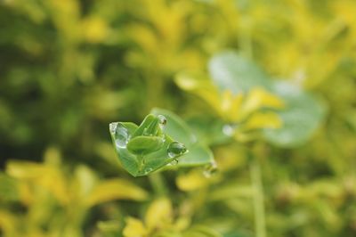 Close-up of water drops on leaf