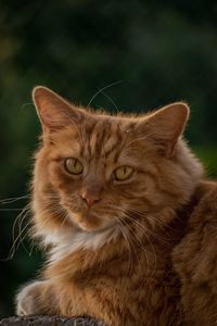 Close-up portrait of a cat