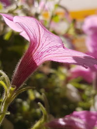 Close-up of flower
