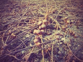 Close-up of plant growing in field